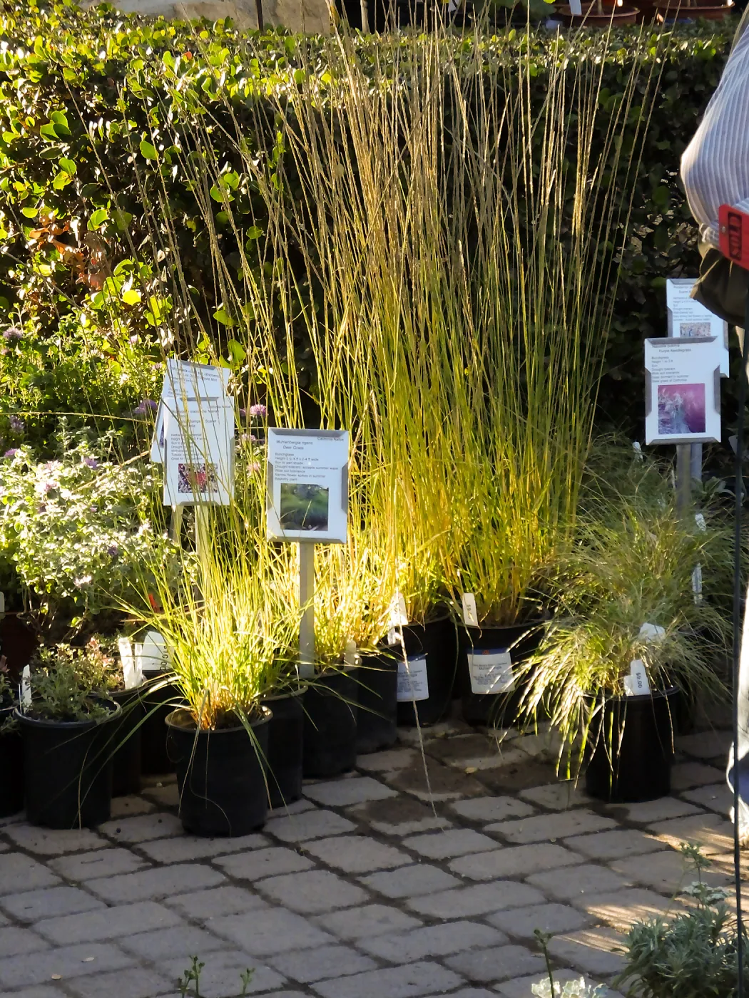 Fall Plant Sale 2015 Members Preview Party