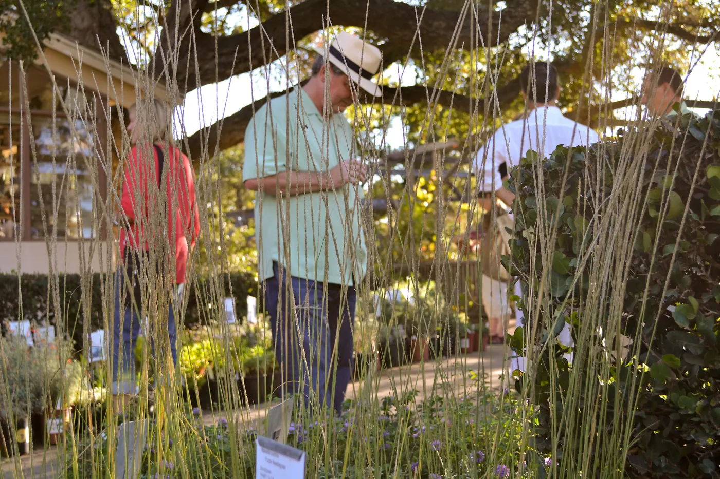 Fall Plant Sale 2015 Members Preview Party, Deer Grass