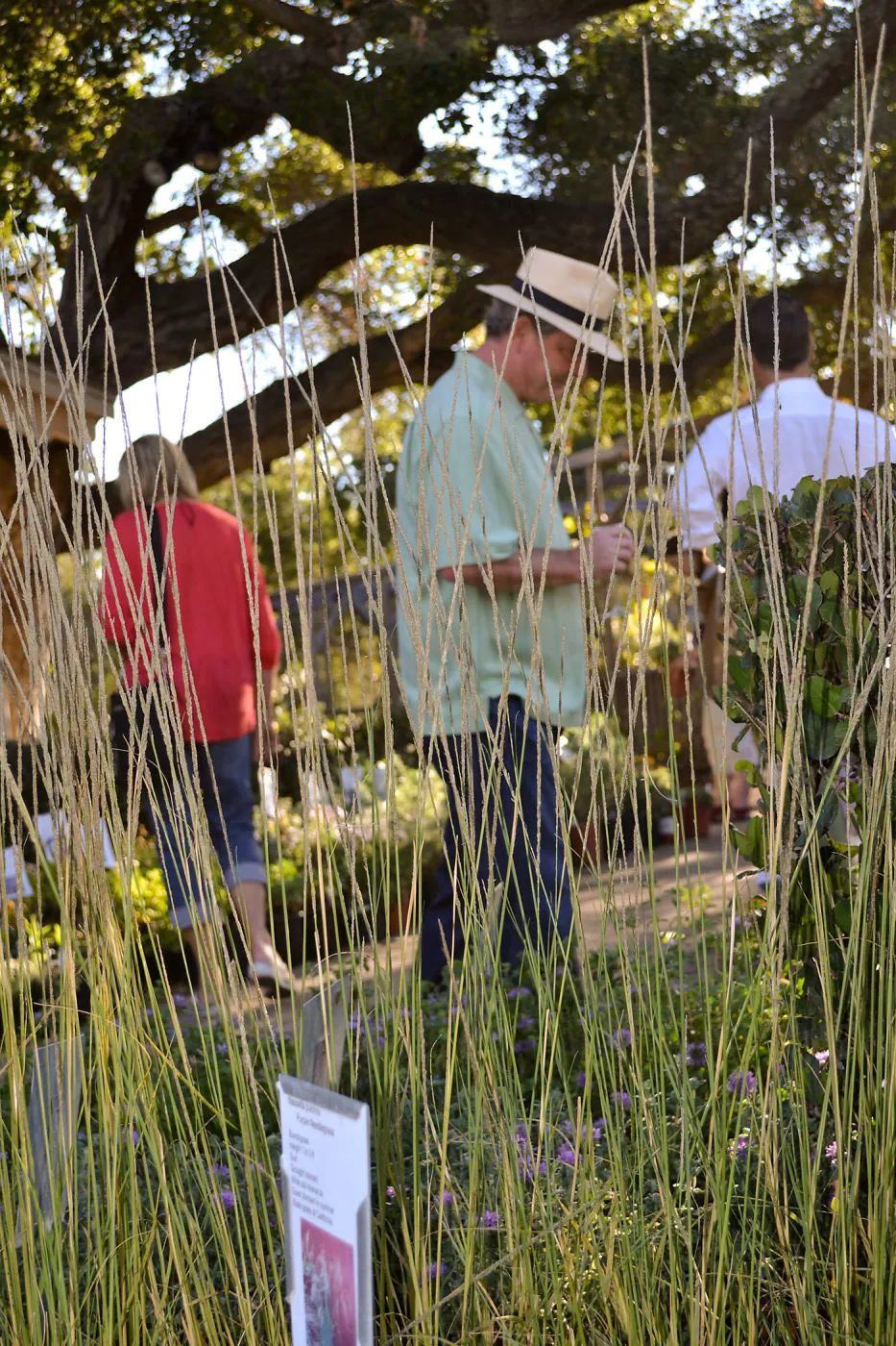 Fall Plant Sale 2015 Members Preview Party, Deer Grass
