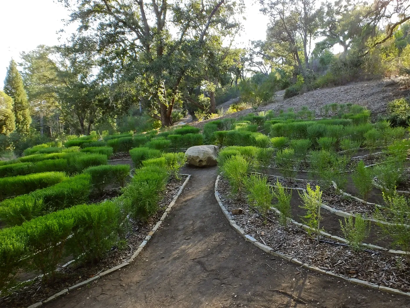 Centennial Maze