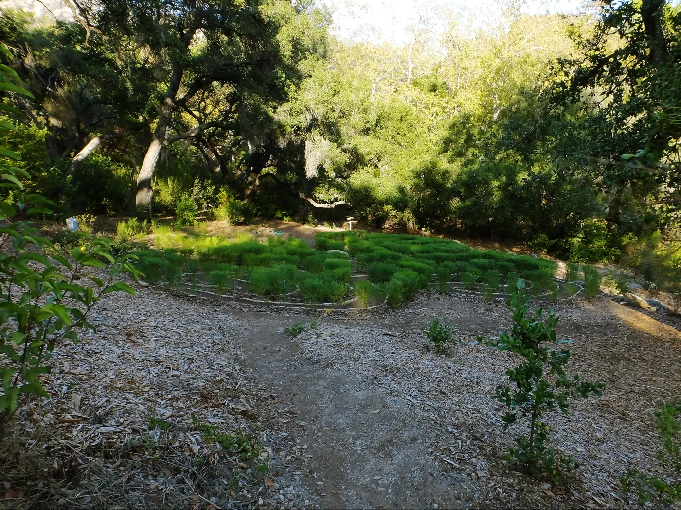 Centennial Maze