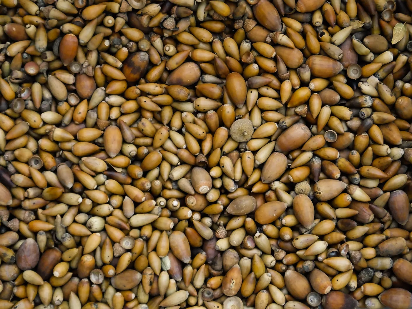 Acorn Harvest