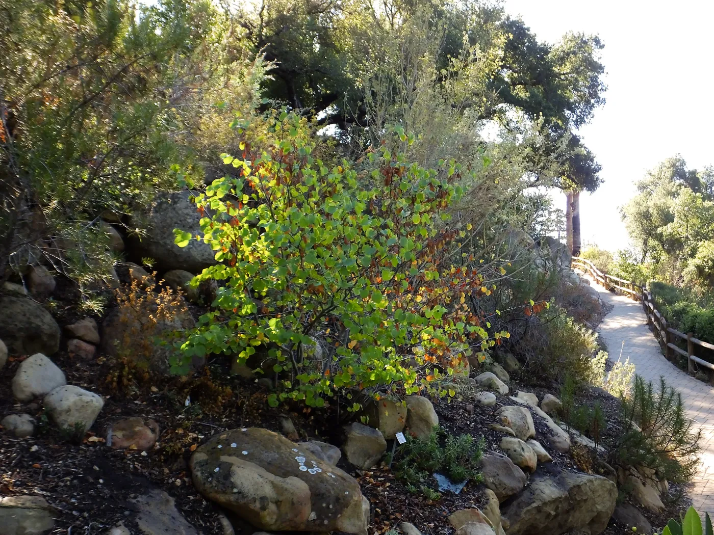 Western Redbud on the Campbell Trail
