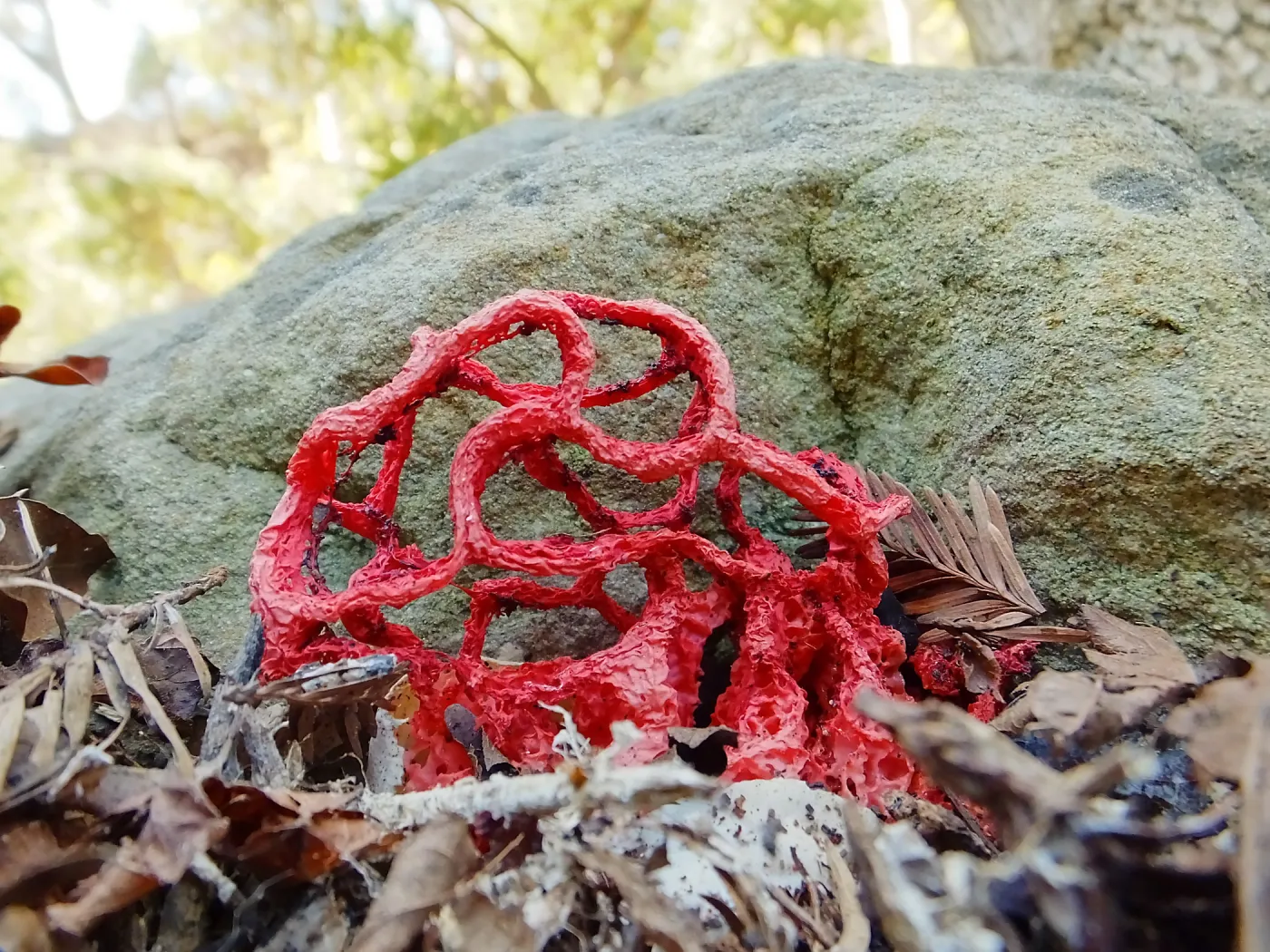 Red-Cage Fungus, Latticed Stinkhorn, Clathrus ruber in the Redwood Section