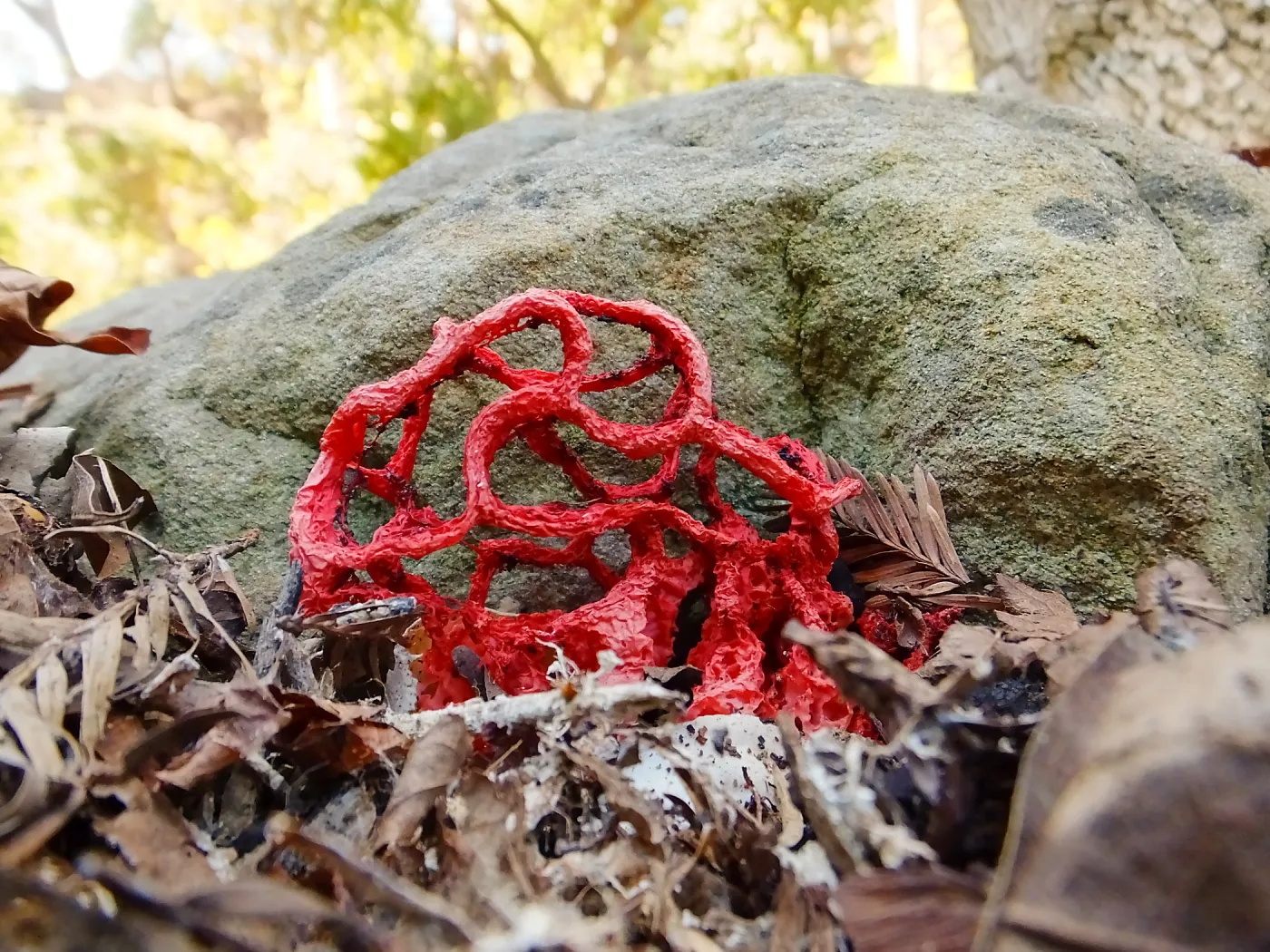 Red-Cage Fungus, Latticed Stinkhorn, Clathrus ruber in the Redwood Section