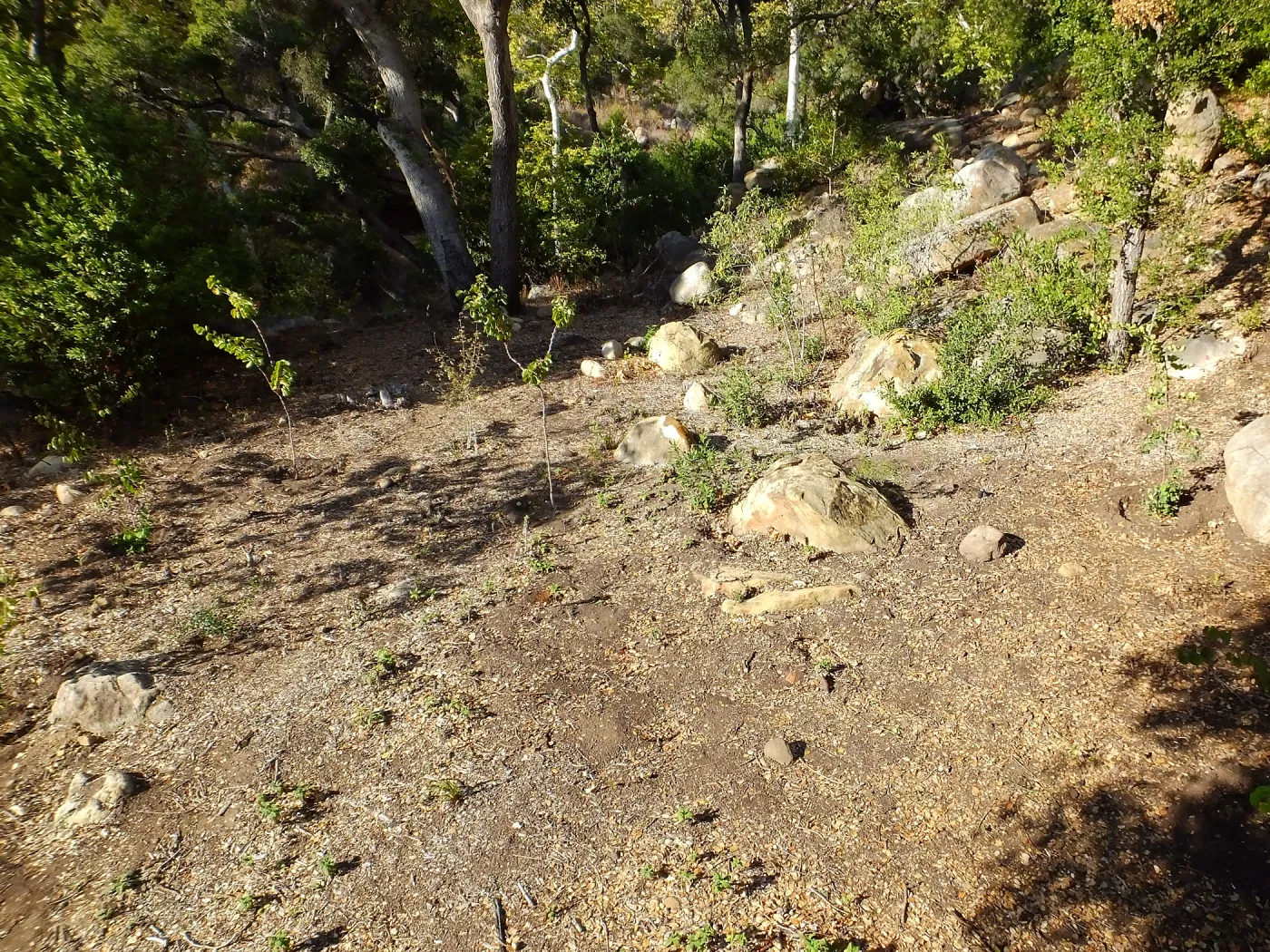 Wooded Dell, newly planted trees