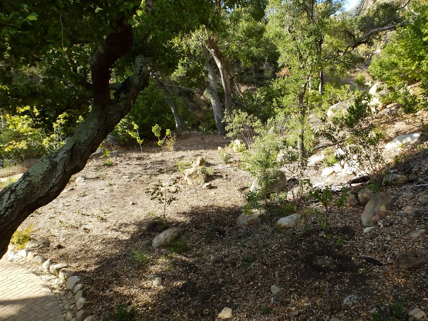 Wooded Dell, newly planted trees