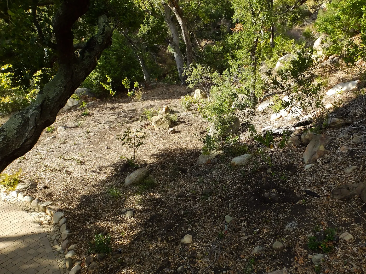 Wooded Dell, newly planted trees
