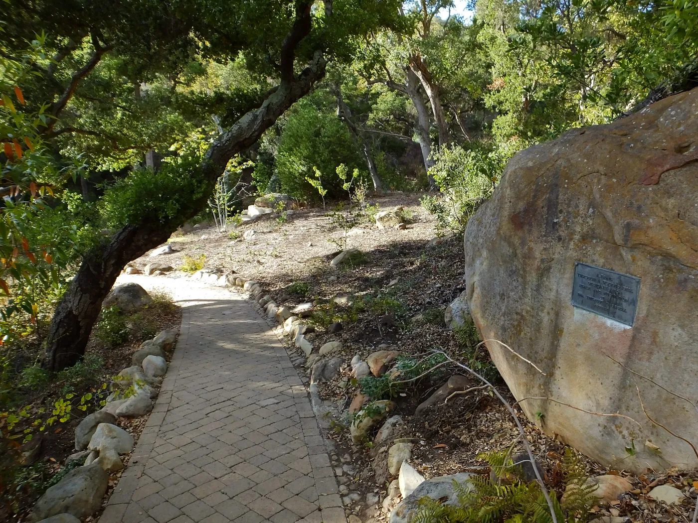 Wooded Dell, newly planted trees