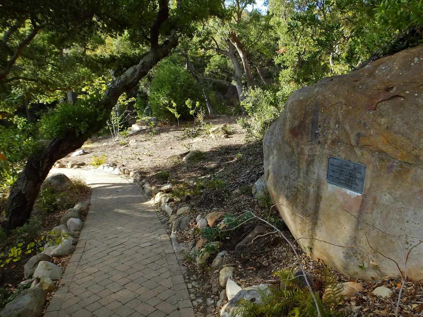Wooded Dell, newly planted trees