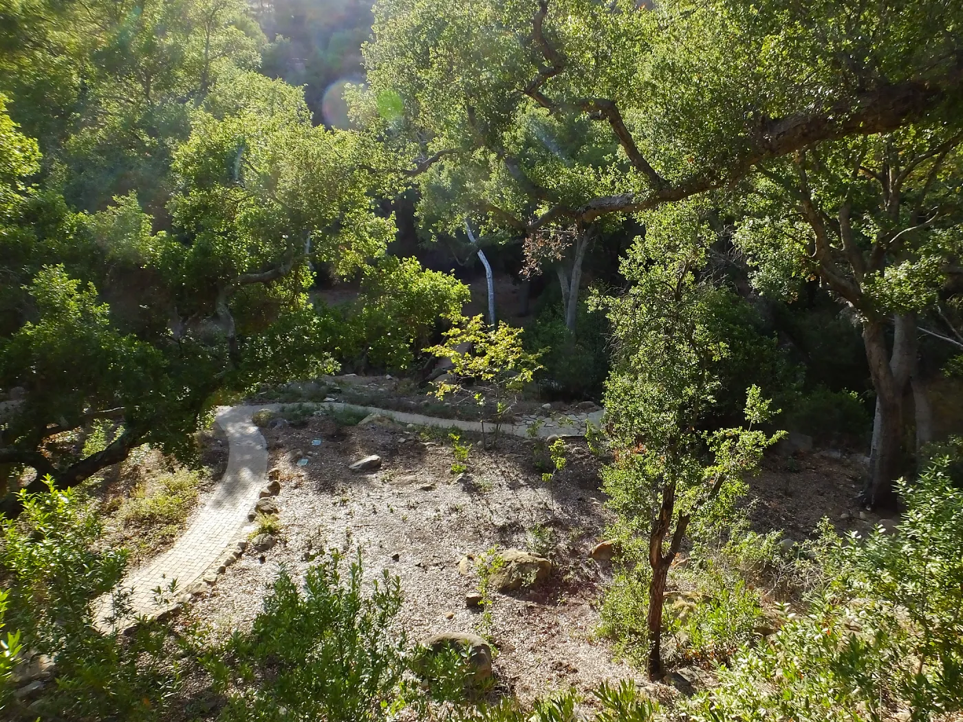 Wooded Dell, newly planted trees, view from picnic area