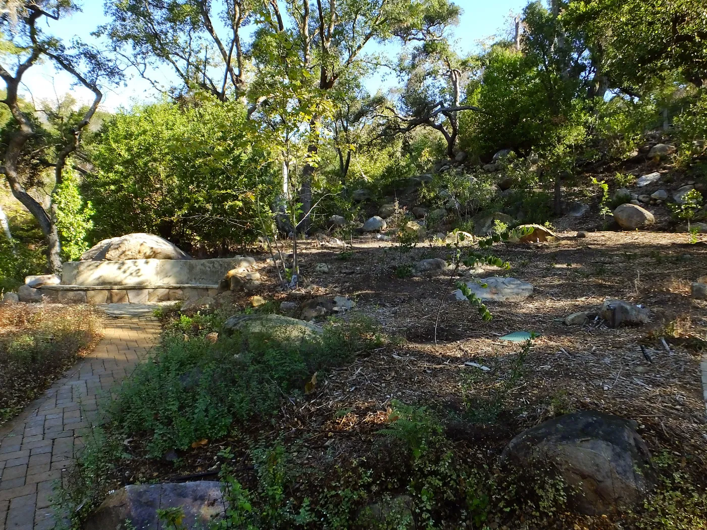Wooded Dell, newly planted trees