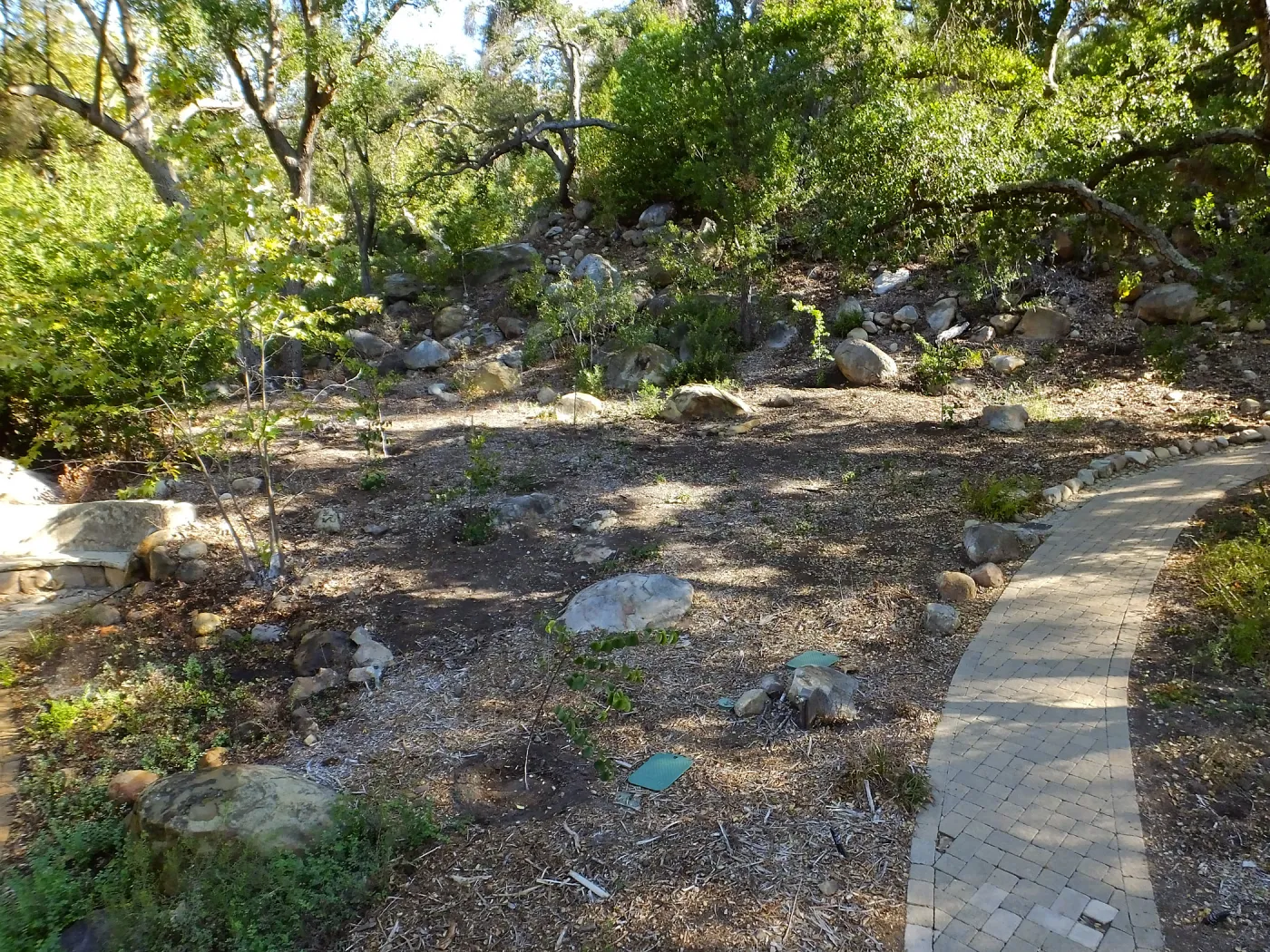 Wooded Dell, newly planted trees