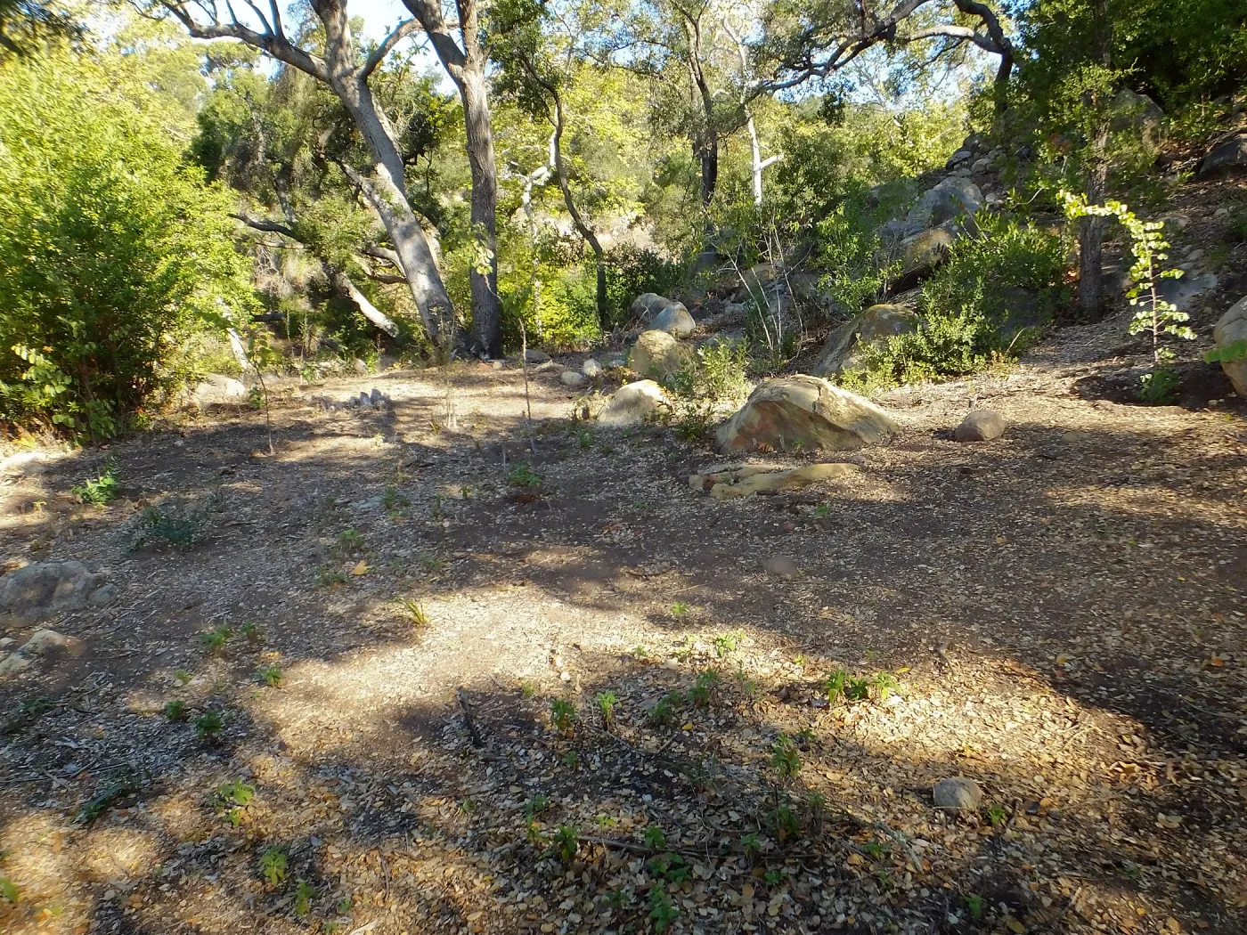 Wooded Dell, newly planted trees