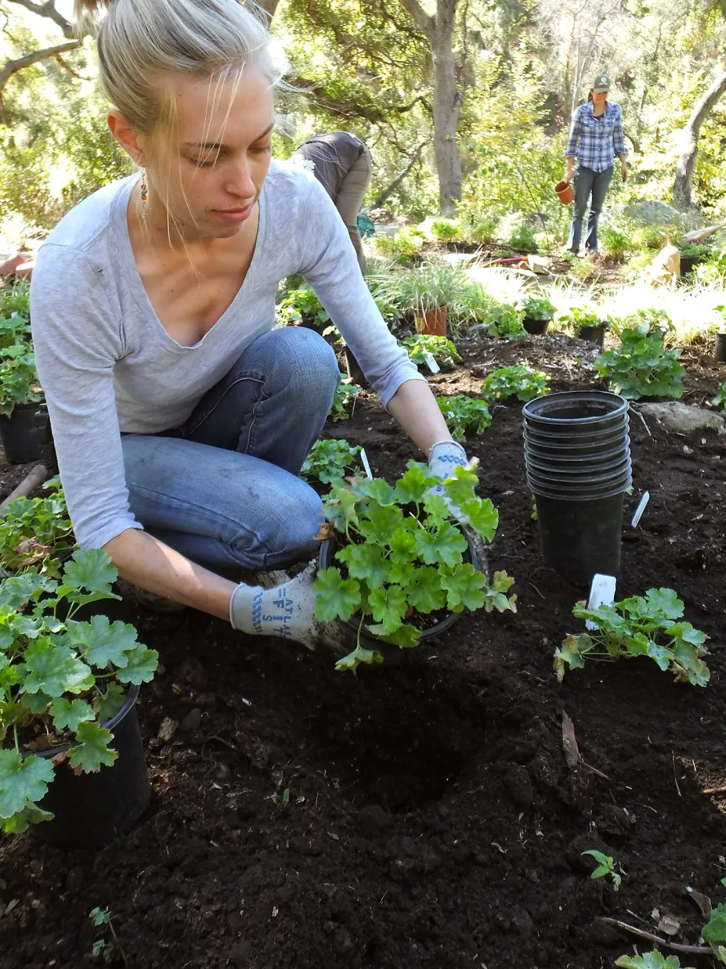 Wooded Dell, Heuchera planting