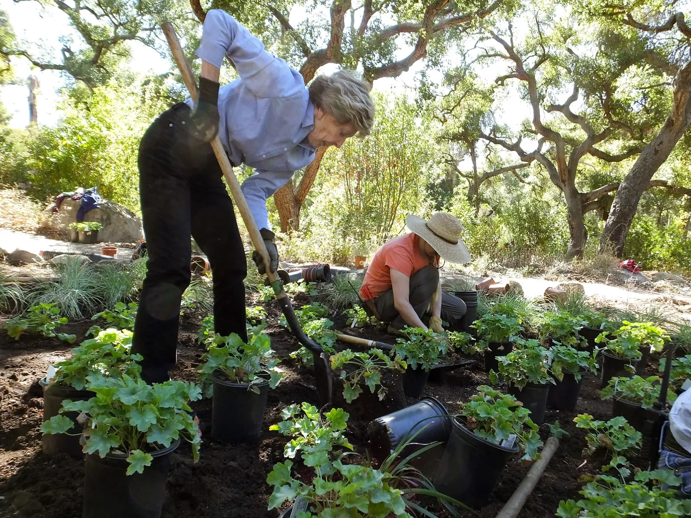 Wooded Dell, Heuchera planting, Garden Club of Santa Barbara volunteer