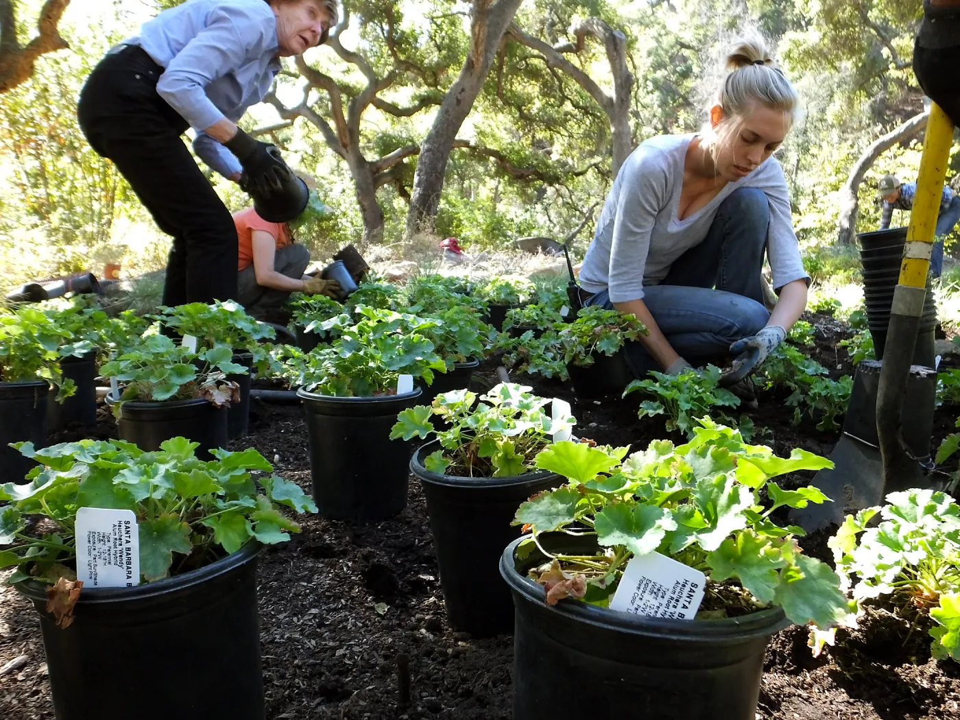 Wooded Dell, Heuchera planting, Garden Club of Santa Barbara volunteer
