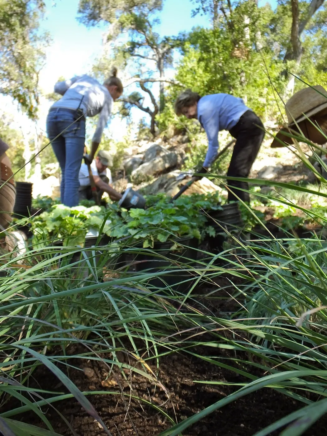 Wooded Dell, Heuchera planting, Garden Club of Santa Barbara volunteer