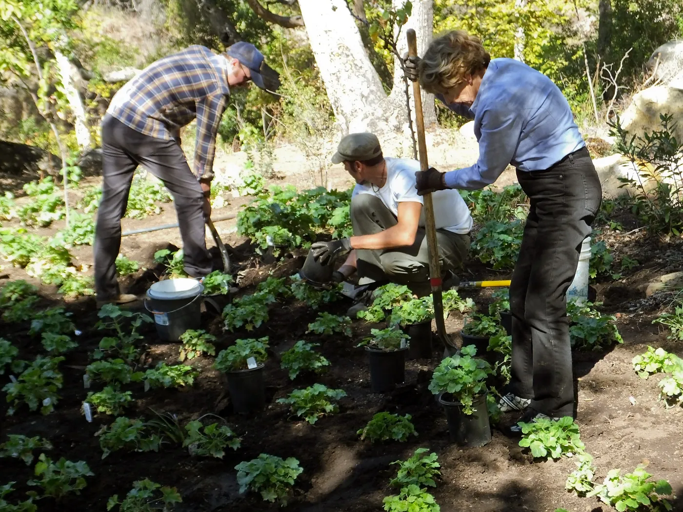 Wooded Dell, Heuchera planting, Garden Club of Santa Barbara volunteer