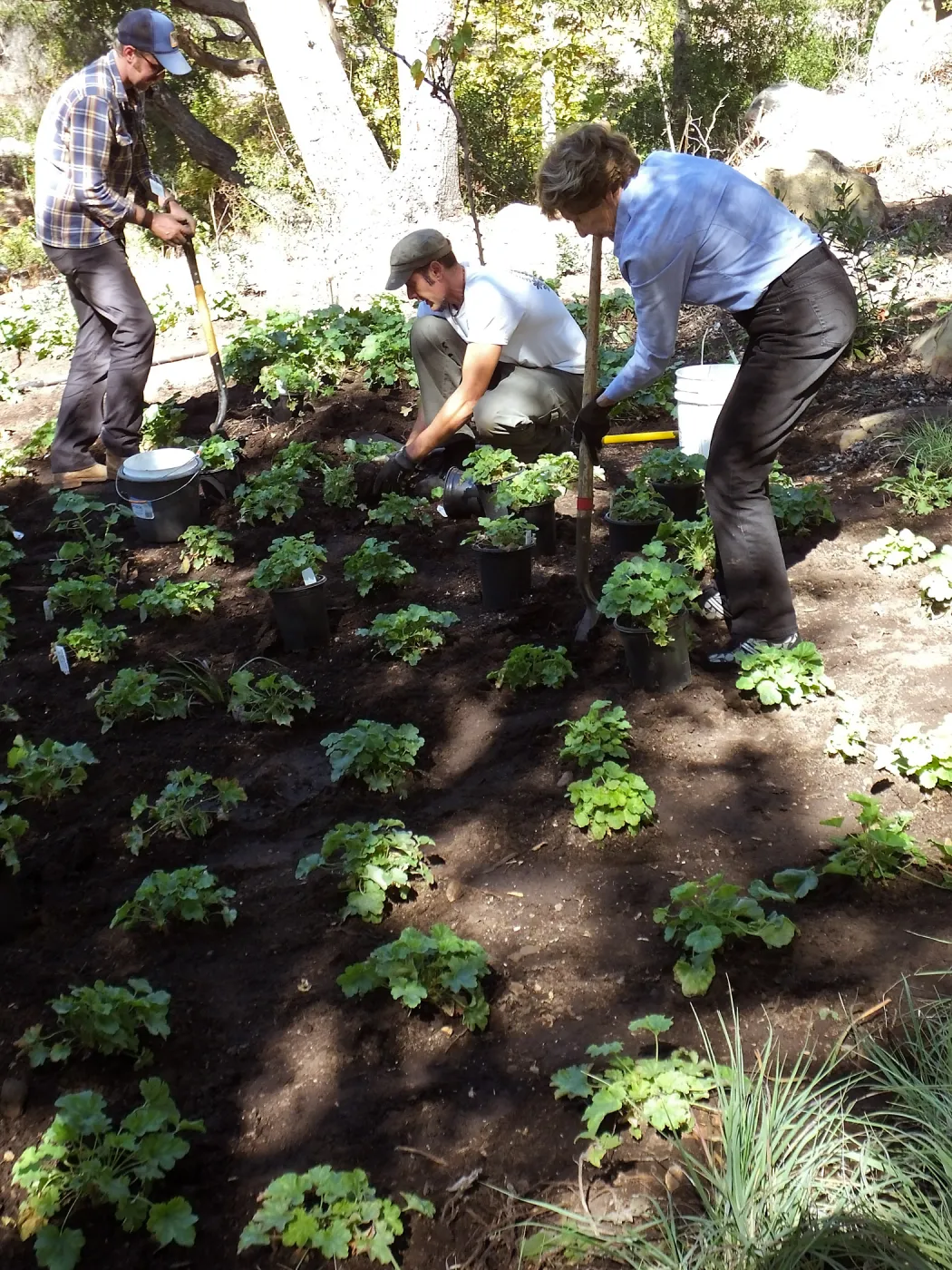 Wooded Dell, Heuchera planting, Garden Club of Santa Barbara volunteer