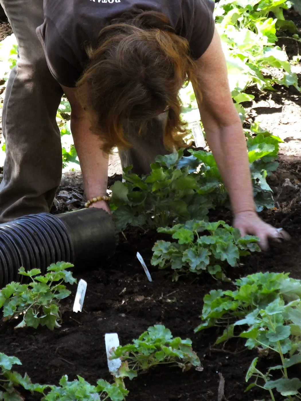 Wooded Dell, Heuchera planting