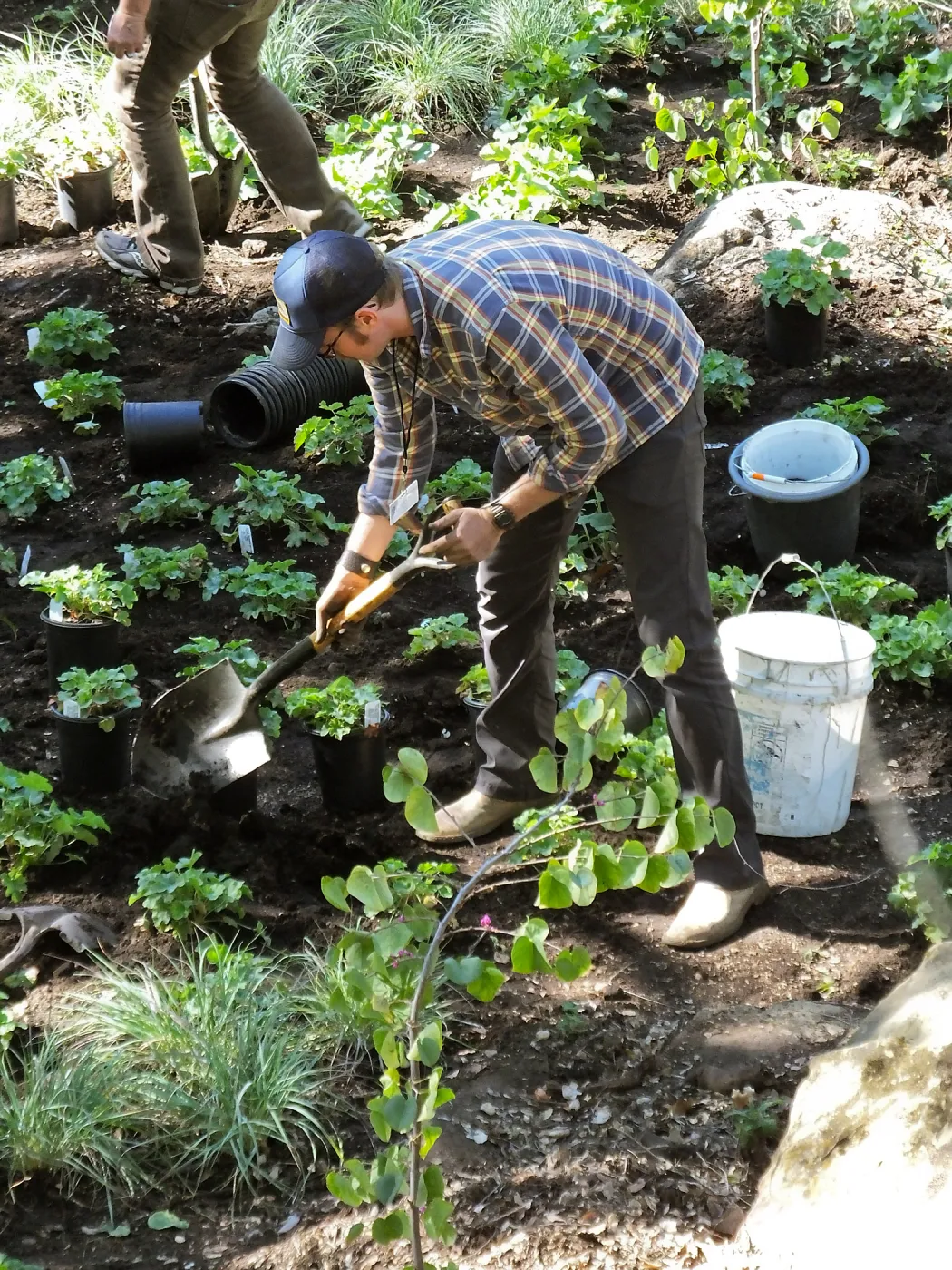 Wooded Dell, Heuchera planting