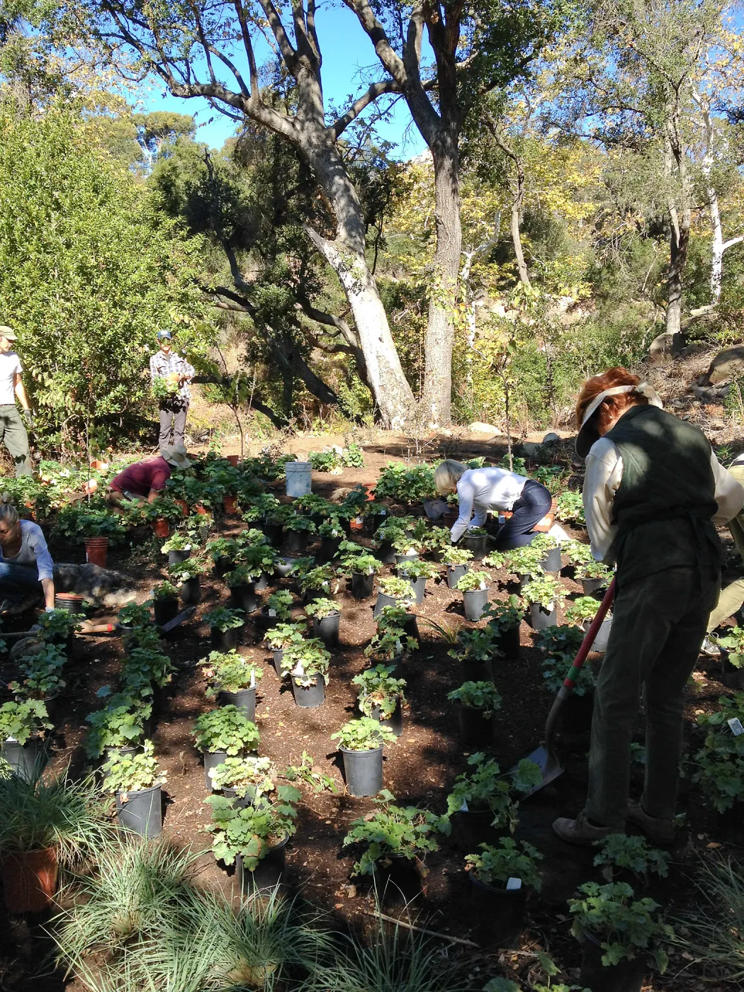 Wooded Dell, Heuchera planting, Garden Club of Santa Barbara volunteers