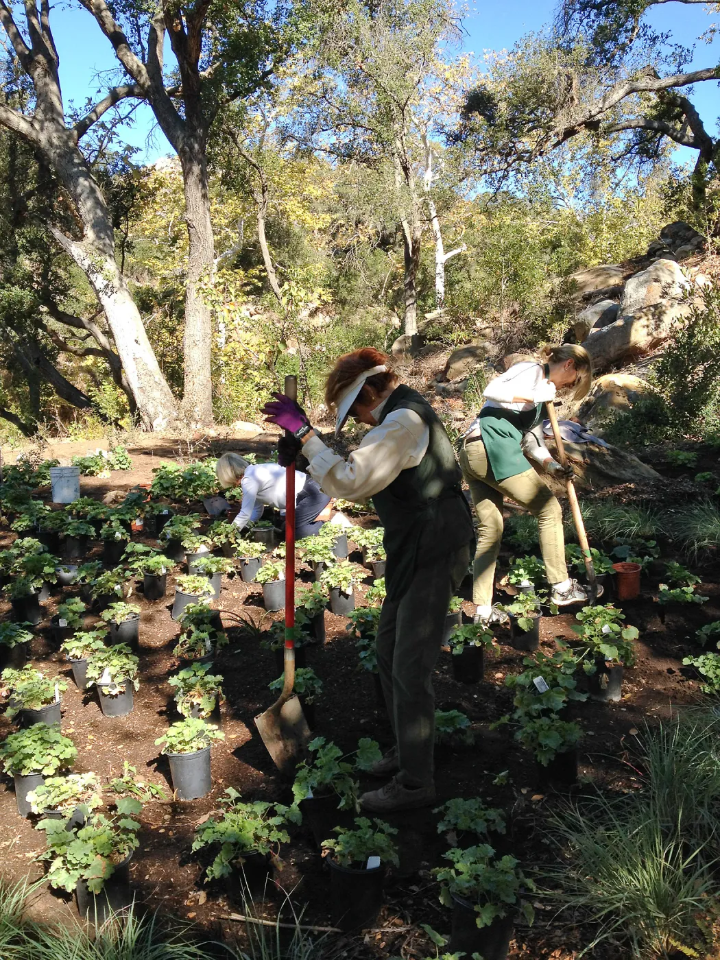 Wooded Dell, Heuchera planting, Garden Club of Santa Barbara volunteers