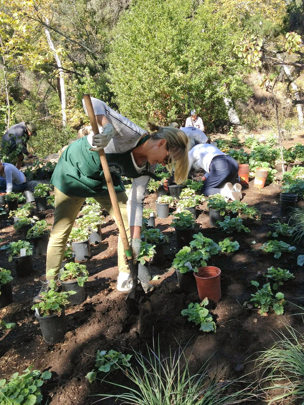 Wooded Dell, Heuchera planting, Garden Club of Santa Barbara volunteers