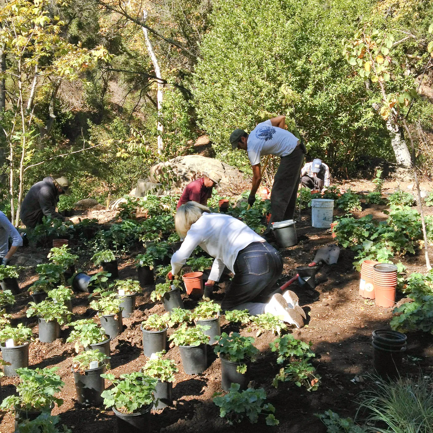 Wooded Dell, Heuchera planting, Garden Club of Santa Barbara volunteers