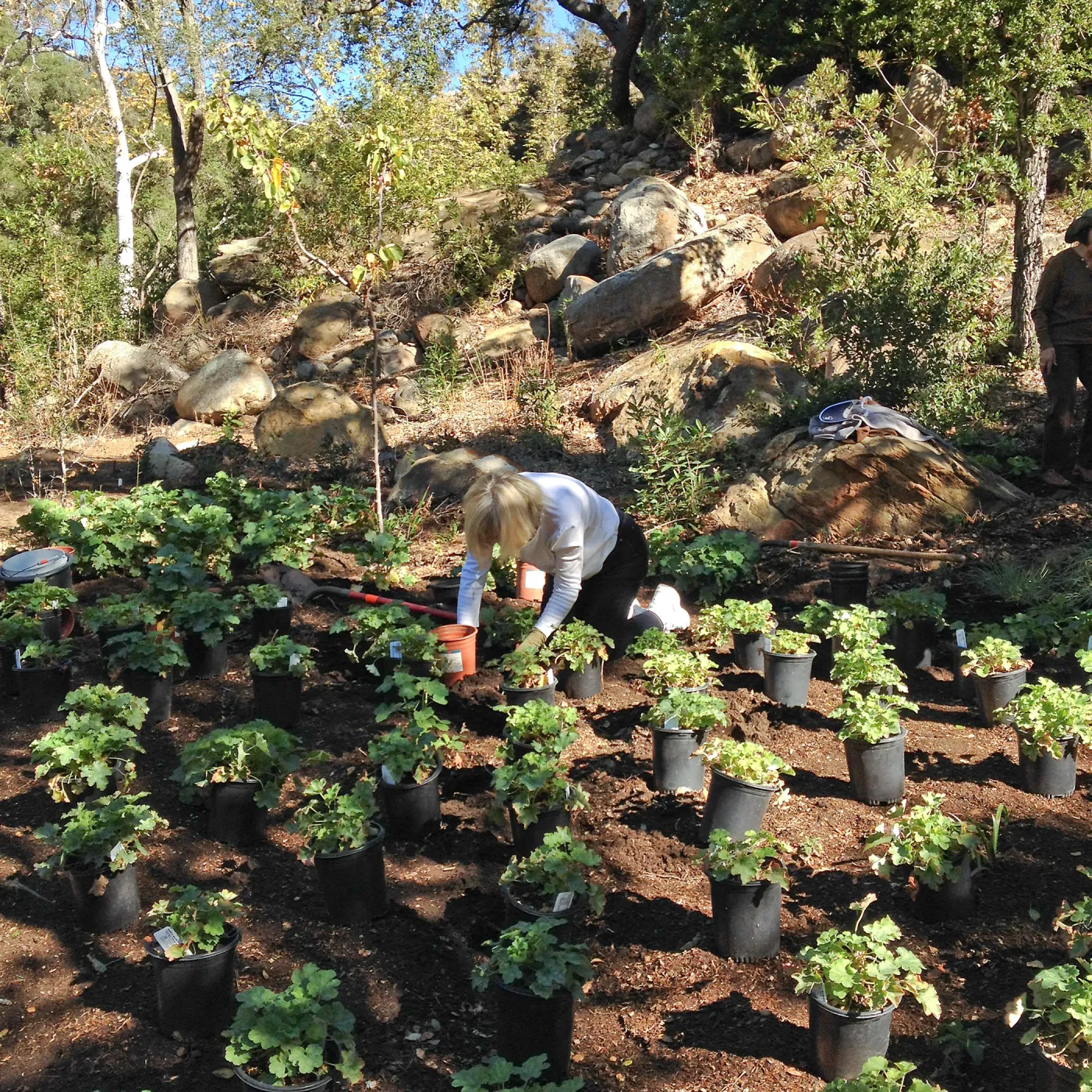 Wooded Dell, Heuchera planting, Garden Club of Santa Barbara volunteers