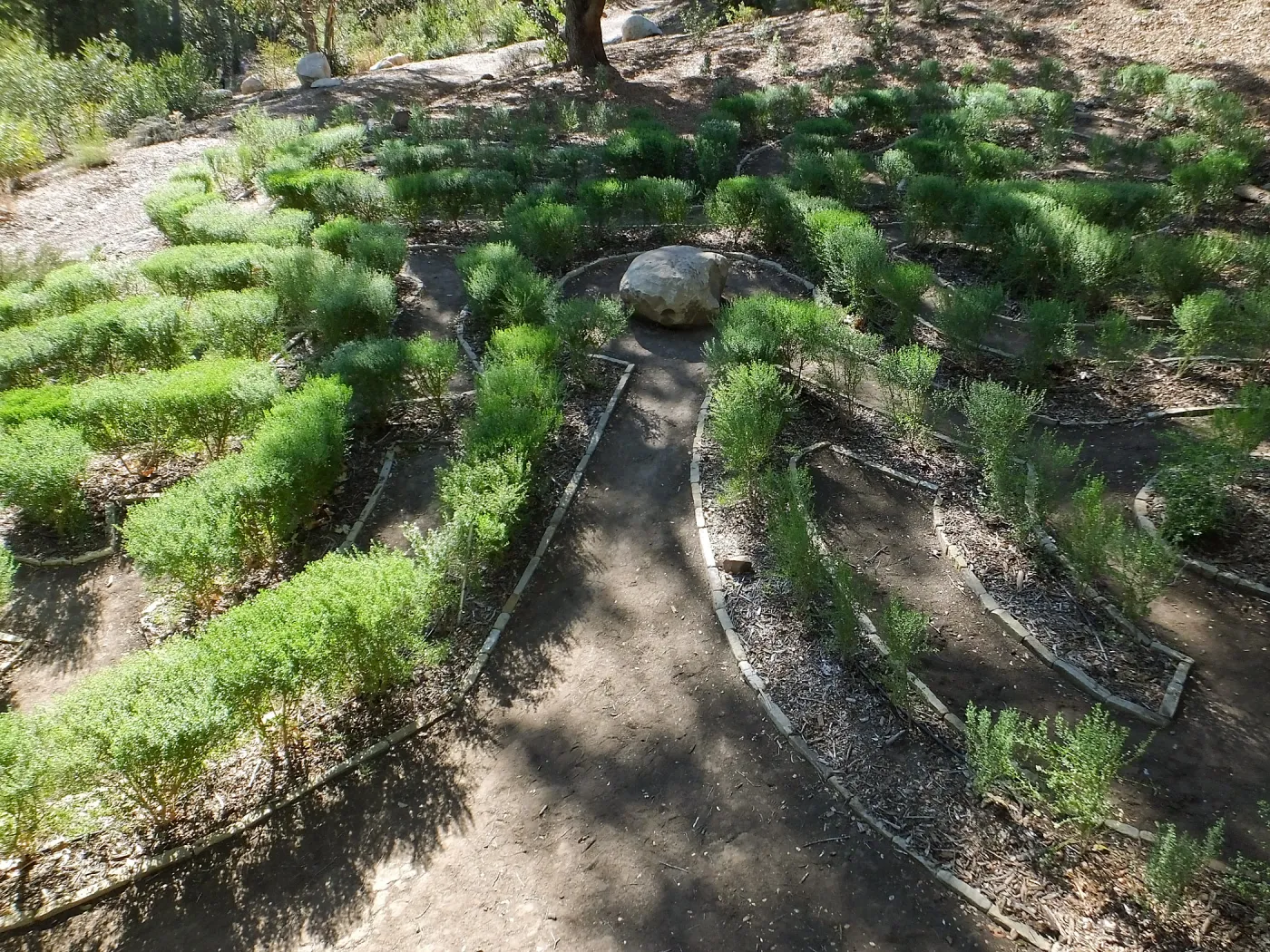Centennial Maze