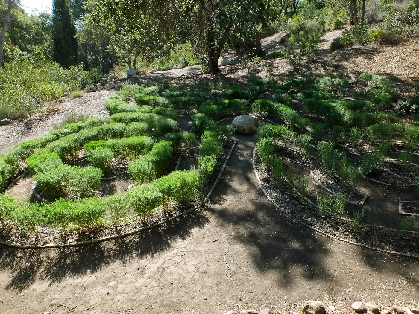 Centennial Maze