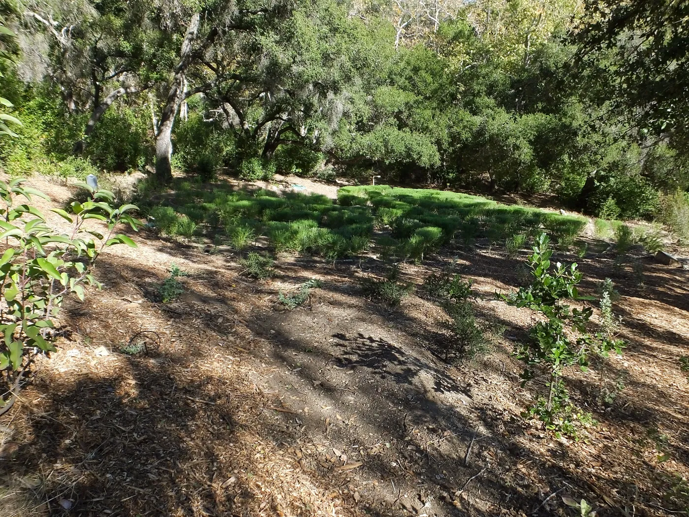 Centennial Maze