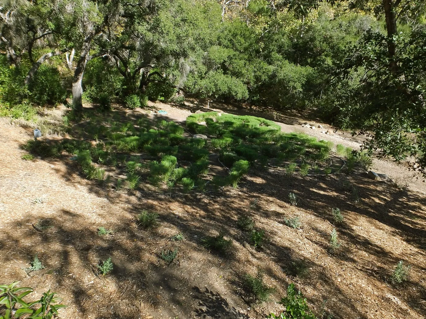 Centennial Maze