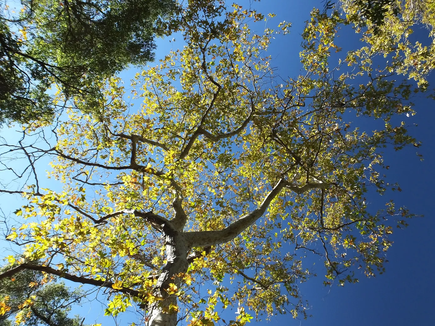 Autumn Sycamore in Canyon Section