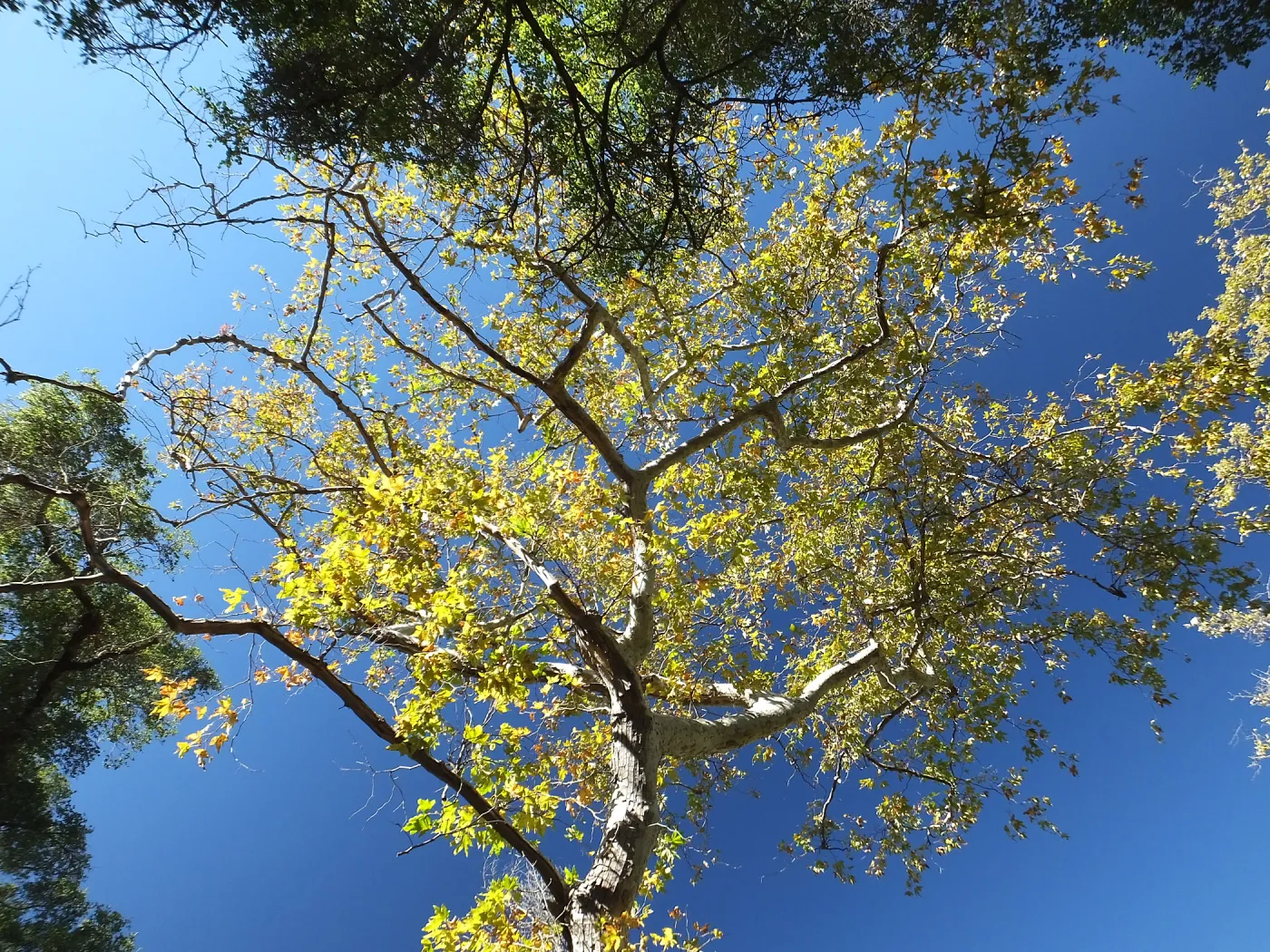 Autumn Sycamore in Canyon Section
