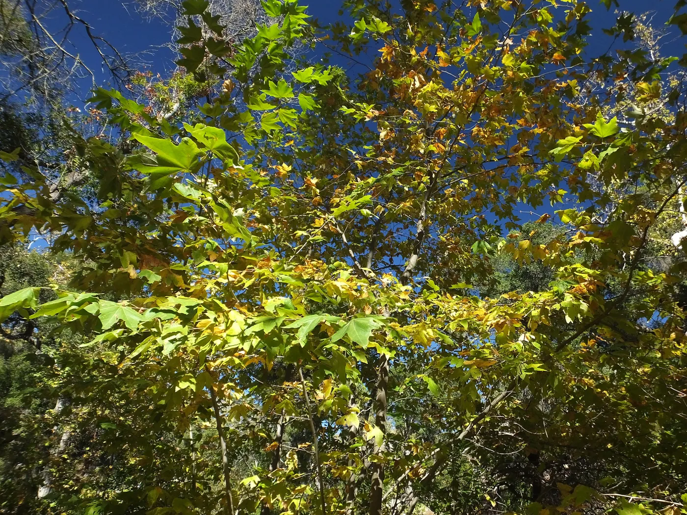 Autumn Sycamore in Canyon Section