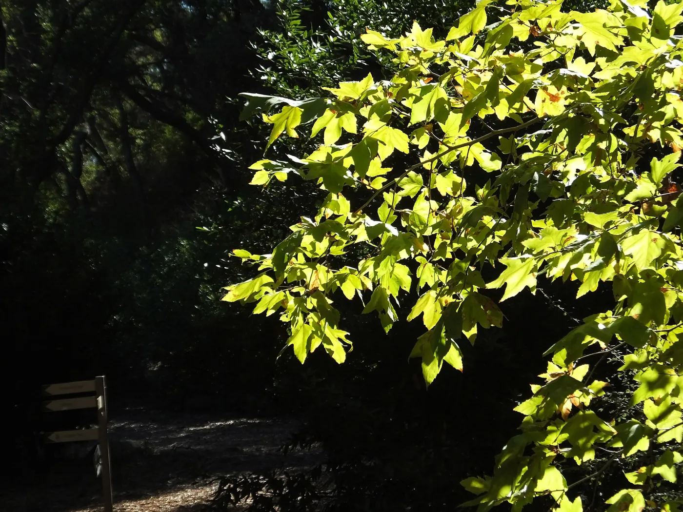 Autumn Sycamore in Canyon Section