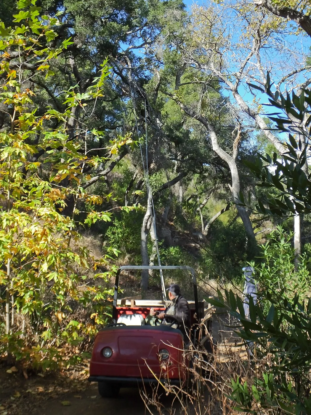 Clearing a broken tree branch