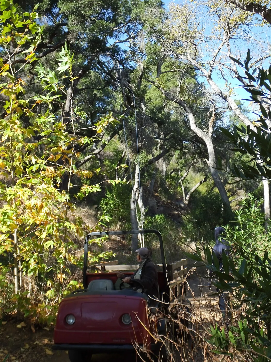 Clearing a broken tree branch
