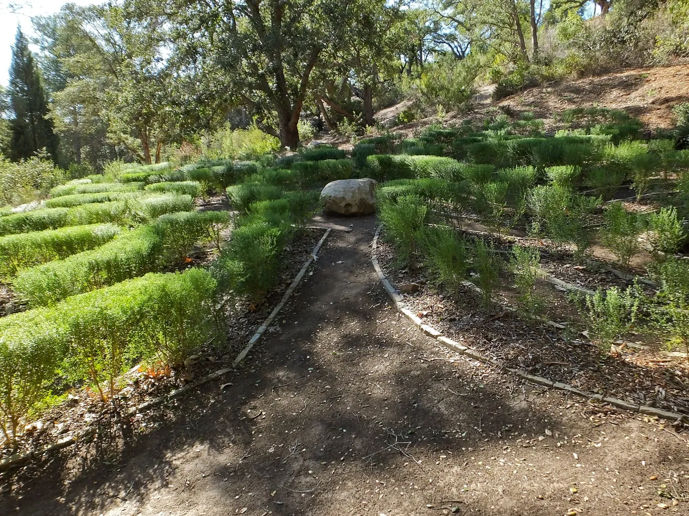 Centennial Maze