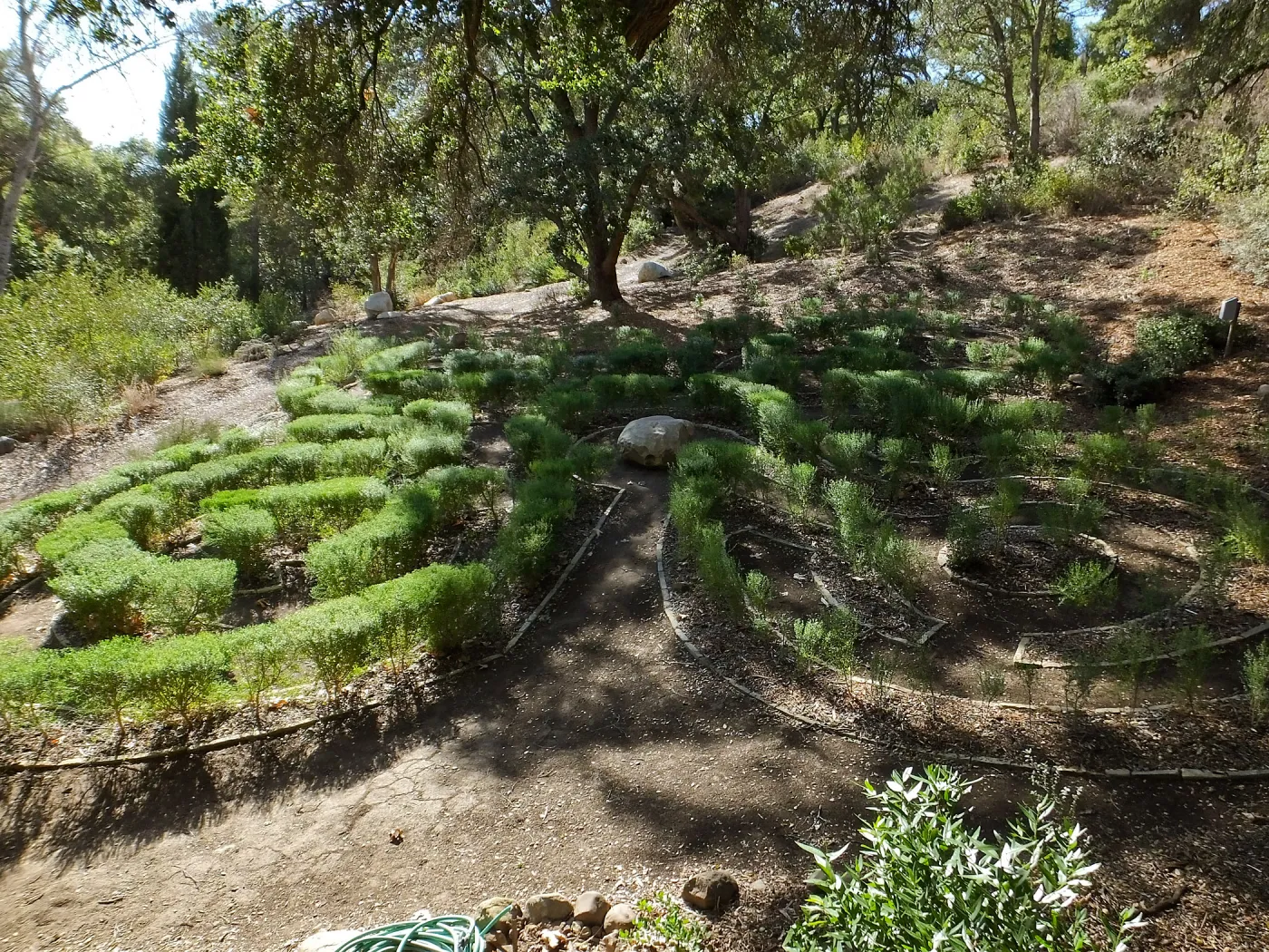 Centennial Maze