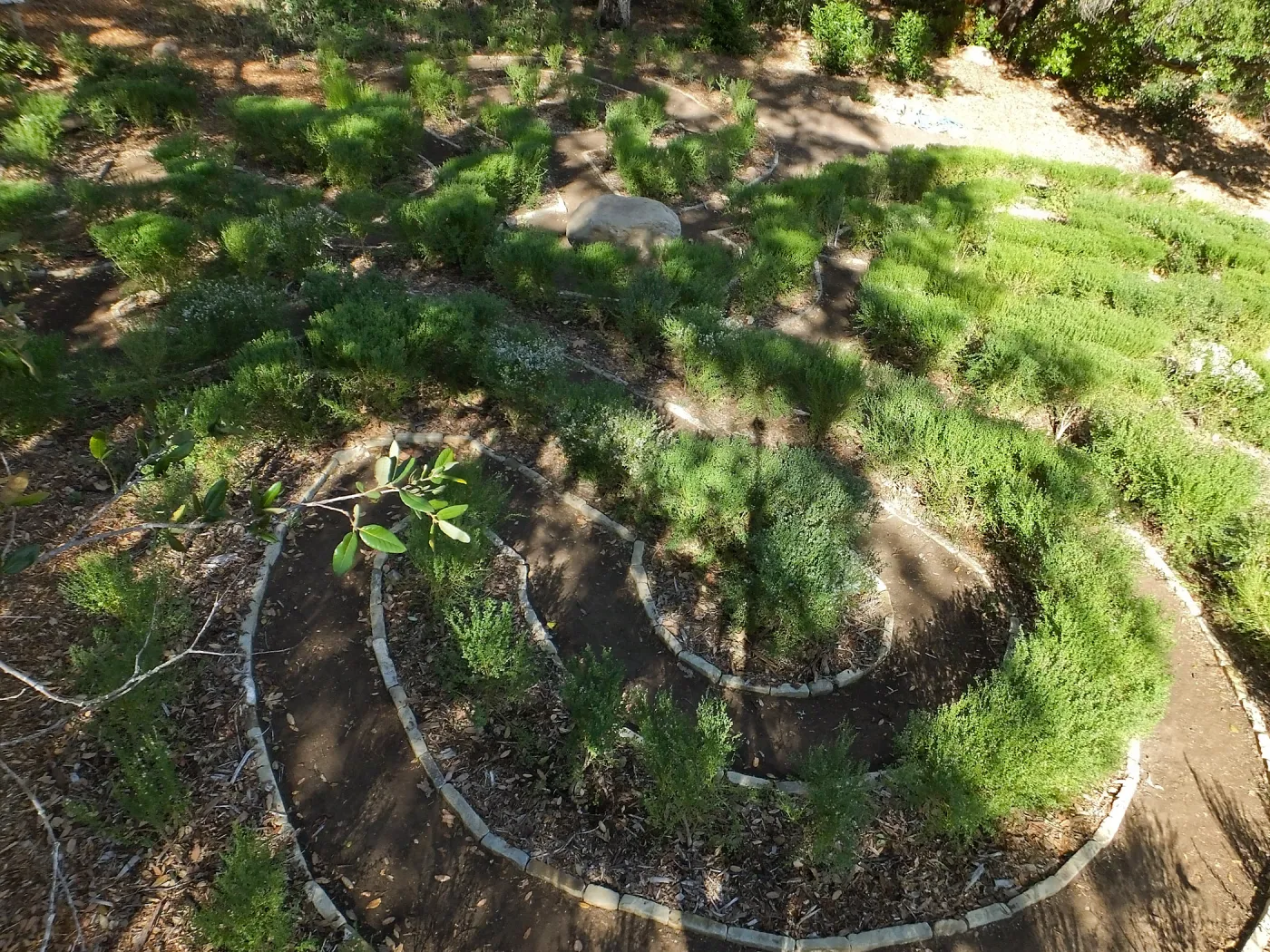 Centennial Maze