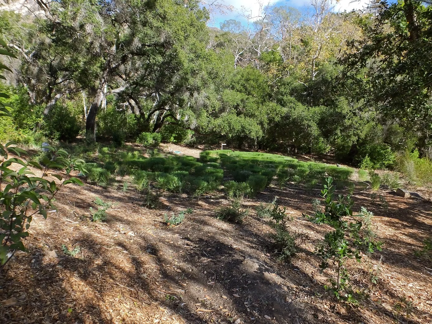 Centennial Maze