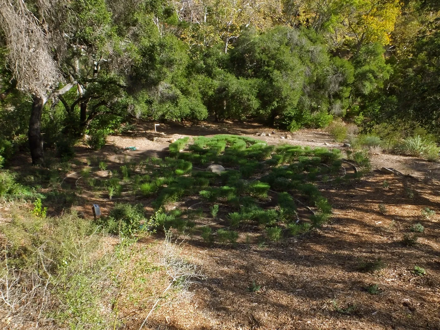 Centennial Maze