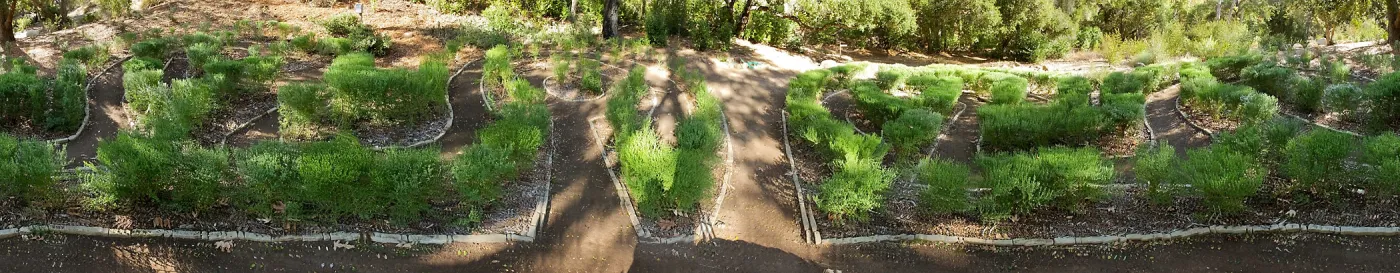 Centennial Maze panorama