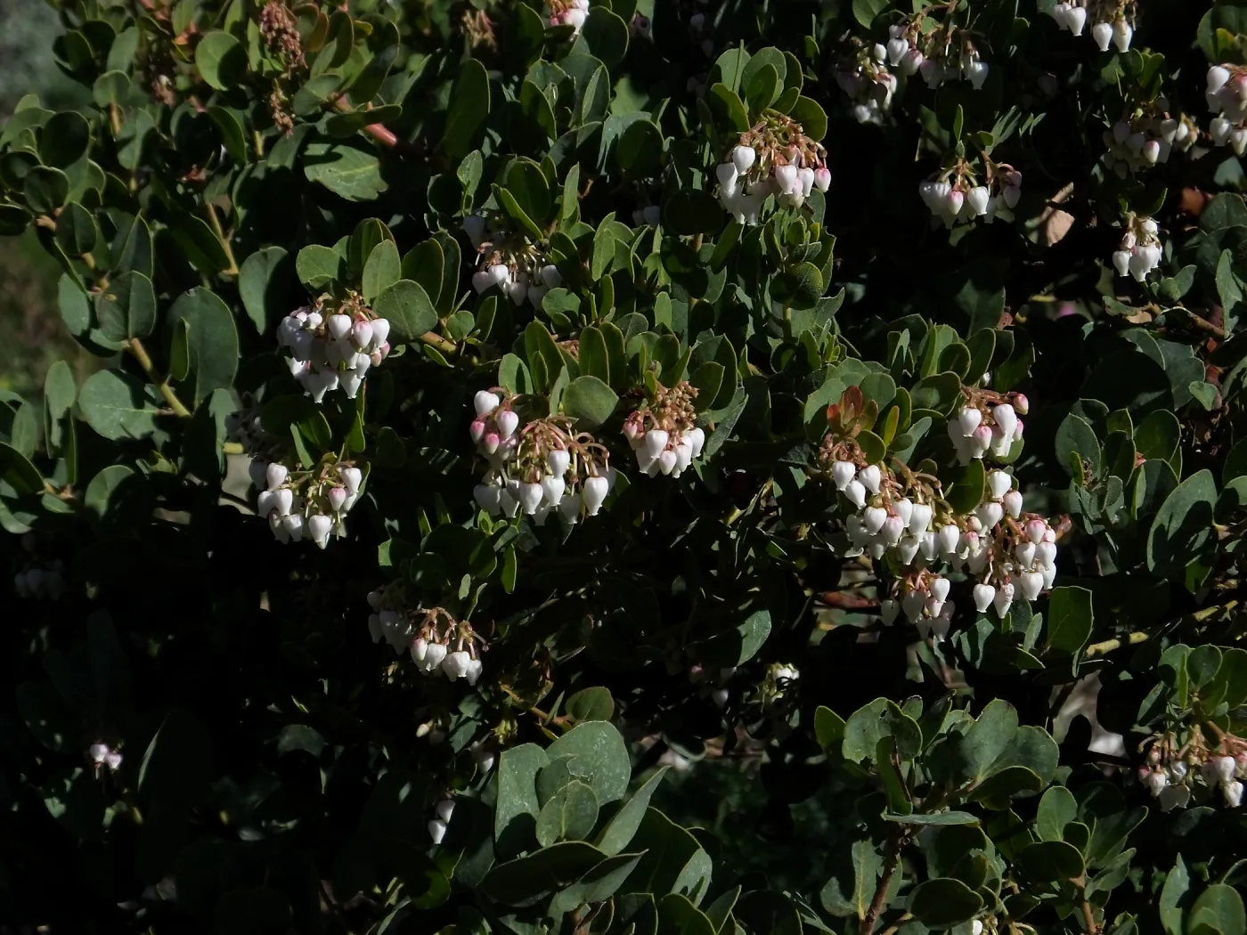 Arctostaphylos glauca ‘Canyon Blush’