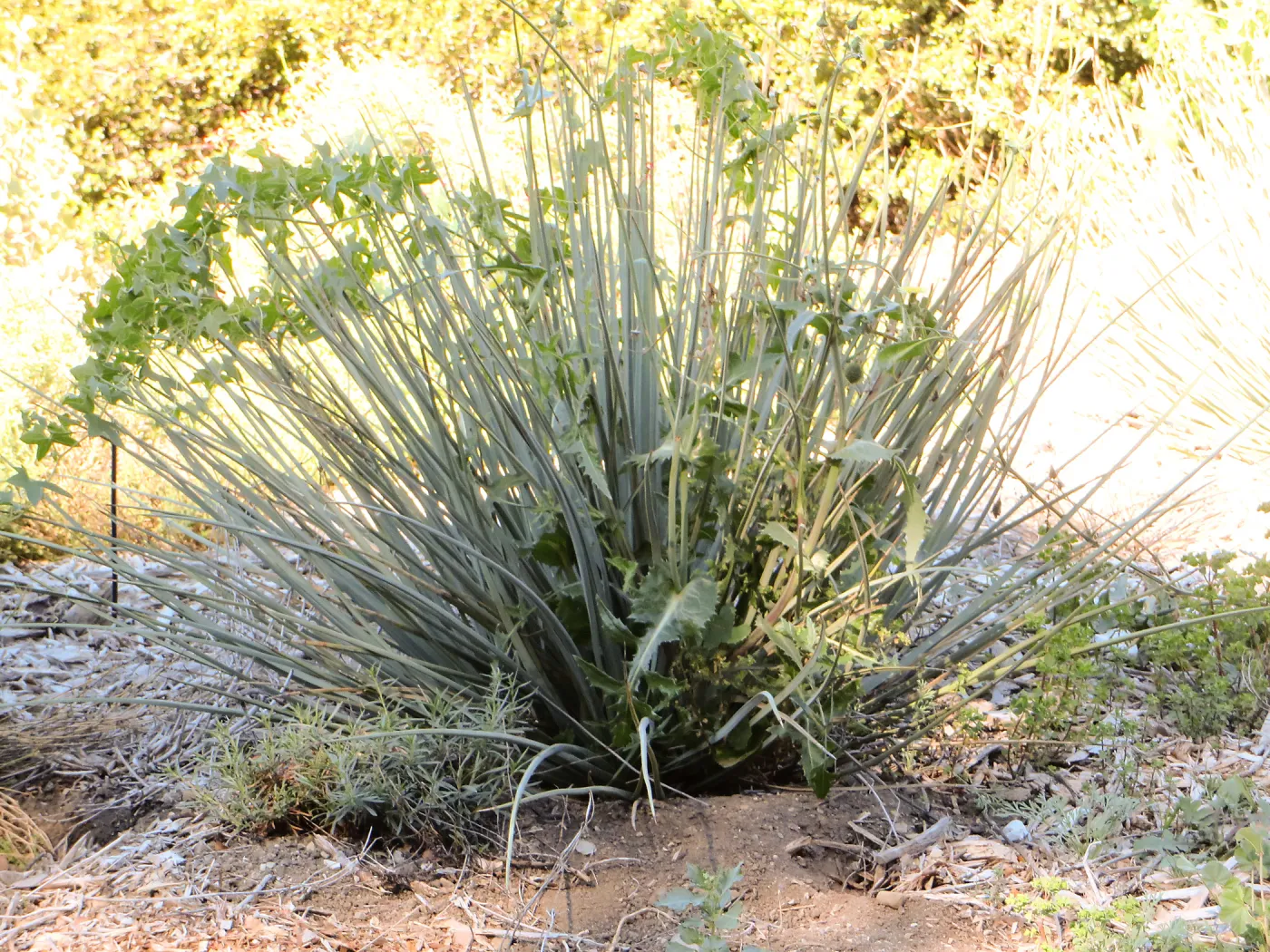 Triangle planting
