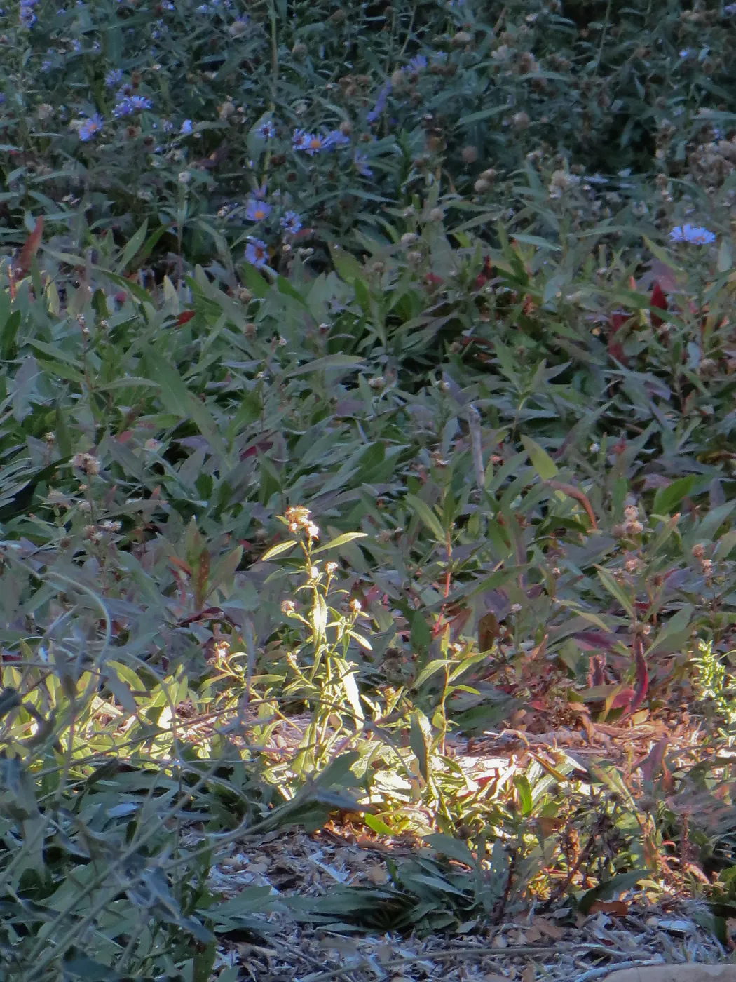 Triangle planting